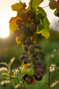 resveratrol